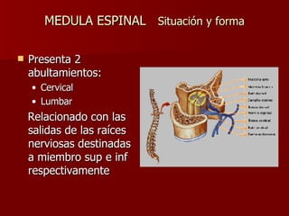 MEDULA ESPINAL  Situación y forma Presenta 2 abultamientos:  Cervical  Lumbar Relacionado con las salidas de las raíces nerviosas destinadas a miembro sup e inf respectivamente 
