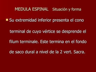 MEDULA ESPINAL  Situación y forma Su extremidad inferior presenta el cono  terminal de cuyo vértice se desprende el filum terminale. Este termina en el fondo de saco dural a nivel de la 2 vert. Sacra. 