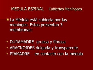 MEDULA ESPINAL  Cubiertas Meníngeas La Médula está cubierta por las menínges. Estas presentan 3 membranas: DURAMADRE  gruesa y fibrosa ARACNOIDES delgada y transparente PIAMADRE  en contacto con la médula  