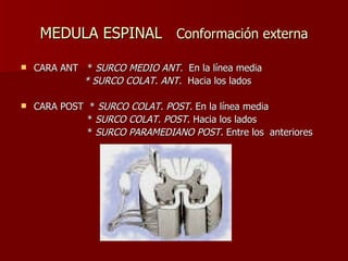 MEDULA ESPINAL  Conformación externa CARA ANT  *  SURCO MEDIO ANT.  En la línea media * SURCO COLAT. ANT.  Hacia los lados CARA POST  *  SURCO COLAT. POST.  En la línea media *  SURCO COLAT. POST . Hacia los lados *  SURCO PARAMEDIANO POST.  Entre los  anteriores 