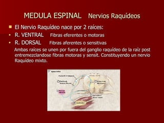 MEDULA ESPINAL  Nervios Raquídeos El Nervio Raquídeo nace por 2 raíces: R. VENTRAL  Fibras eferentes o motoras R. DORSAL  Fibras aferentes o sensitivas Ambas raíces se unen por fuera del ganglio raquídeo de la raíz post entremezclandose fibras motoras y sensit. Constituyendo un nervio Raquídeo mixto. 