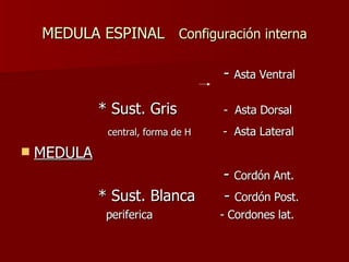 MEDULA ESPINAL  Configuración interna -  Asta Ventral  * Sust. Gris   -  Asta Dorsal central, forma de H   -  Asta Lateral MEDULA -  Cordón Ant. * Sust. Blanca  -  Cordón Post. periferica  - Cordones lat. 