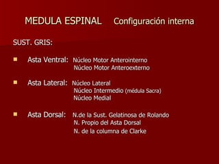 MEDULA ESPINAL  Configuración interna SUST. GRIS: Asta Ventral:  Núcleo Motor Anterointerno Núcleo Motor Anteroexterno Asta Lateral:  Núcleo Lateral Núcleo Intermedio  (médula Sacra) Núcleo Medial Asta Dorsal:  N.de la Sust. Gelatinosa de Rolando N. Propio del Asta Dorsal N. de la columna de Clarke  