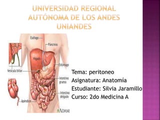 Tema: peritoneo
Asignatura: Anatomía
Estudiante: Silvia Jaramillo
Curso: 2do Medicina A
 