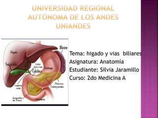 Tema: higado y vias biliares
Asignatura: Anatomía
Estudiante: Silvia Jaramillo
Curso: 2do Medicina A
 