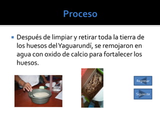 

Después de limpiar y retirar toda la tierra de
los huesos del Yaguarundí, se remojaron en
agua con oxido de calcio para fortalecer los
huesos.
Regresar

Siguiente

 