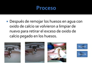 

Después de remojar los huesos en agua con
oxido de calcio se volvieron a limpiar de
nuevo para retirar el exceso de oxido de
calcio pegado en los huesos.
Regresar

Siguiente

 