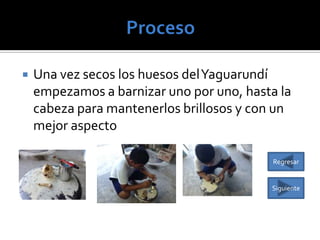 

Una vez secos los huesos del Yaguarundí
empezamos a barnizar uno por uno, hasta la
cabeza para mantenerlos brillosos y con un
mejor aspecto
Regresar

Siguiente

 