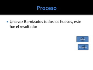

Una vez Barnizados todos los huesos, este
fue el resultado:
Índice
Regresar

 