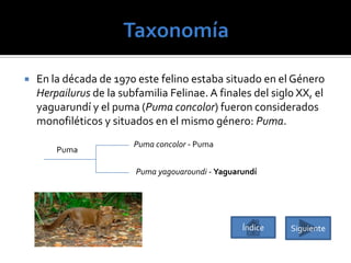 

En la década de 1970 este felino estaba situado en el Género
Herpailurus de la subfamilia Felinae. A finales del siglo XX, el
yaguarundí y el puma (Puma concolor) fueron considerados
monofiléticos y situados en el mismo género: Puma.
Puma

Puma concolor - Puma
Puma yagouaroundi - Yaguarundí

Índice

Siguiente

 