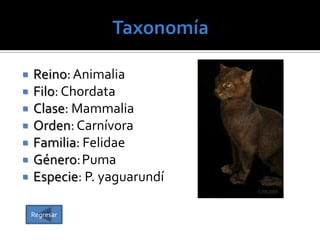 







Reino: Animalia
Filo: Chordata
Clase: Mammalia
Orden: Carnívora
Familia: Felidae
Género:Puma
Especie: P. yaguarundí
Regresar

 
