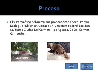 

El sistema óseo del animal fue proporcionado por el Parque
Ecológico “El Fénix”. Ubicado en Carretera Federal 180, Km
12, Tramo Ciudad Del Carmen – Isla Aguada, Cd Del Carmen
Campeche.

Índice

Siguiente

 