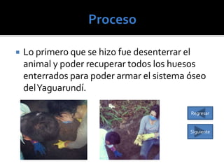 

Lo primero que se hizo fue desenterrar el
animal y poder recuperar todos los huesos
enterrados para poder armar el sistema óseo
del Yaguarundí.
Regresar

Siguiente

 