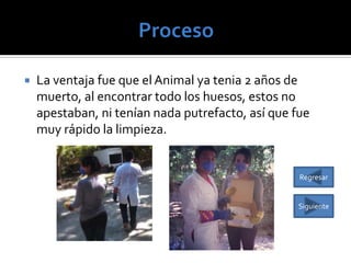 

La ventaja fue que el Animal ya tenia 2 años de
muerto, al encontrar todo los huesos, estos no
apestaban, ni tenían nada putrefacto, así que fue
muy rápido la limpieza.

Regresar

Siguiente

 