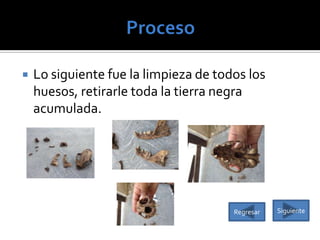 

Lo siguiente fue la limpieza de todos los
huesos, retirarle toda la tierra negra
acumulada.

Regresar

Siguiente

 