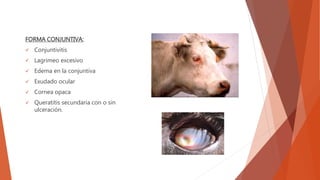 FORMA CONJUNTIVA:
 Conjuntivitis
 Lagrimeo excesivo
 Edema en la conjuntiva
 Exudado ocular
 Cornea opaca
 Queratitis secundaria con o sin
ulceración.
 