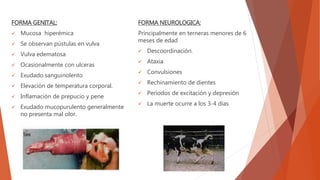 FORMA GENITAL:
 Mucosa hiperémica
 Se observan pústulas en vulva
 Vulva edematosa
 Ocasionalmente con ulceras
 Exudado sanguinolento
 Elevación de temperatura corporal.
 Inflamación de prepucio y pene
 Exudado mucopurulento generalmente
no presenta mal olor.
FORMA NEUROLOGICA:
Principalmente en terneras menores de 6
meses de edad
 Descoordinación.
 Ataxia
 Convulsiones
 Rechinamiento de dientes
 Periodos de excitación y depresión
 La muerte ocurre a los 3-4 días
 