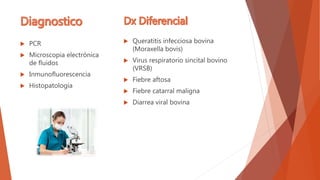  PCR
 Microscopia electrónica
de fluidos
 Inmunofluorescencia
 Histopatología
 Queratitis infecciosa bovina
(Moraxella bovis)
 Virus respiratorio sincital bovino
(VRSB)
 Fiebre aftosa
 Fiebre catarral maligna
 Diarrea viral bovina
 