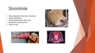 • Rinotraqueitis infecciosa neurótica
• Rinitis necrótica
• Enfermedad de la nariz roja
• Exantema coital bovino
• Hocico rojo.
 