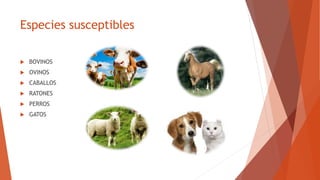 Especies susceptibles
 BOVINOS
 OVINOS
 CABALLOS
 RATONES
 PERROS
 GATOS
 