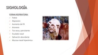 FORMA RESPIRATORIA:
 Fiebre
 Depresión
 Aumento de FR
 Anorexia
 Tos seca y persistente
 Exudado nasal
 Salivación abundante
 Mucosa nasal hiperémica
 