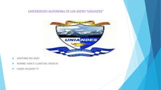 UNIVERSIDAD AUTONOMA DE LOS ANDES “UNIANDES”
 ANATOMIA DEL BAZO
 NOMBRE: NANCY LLUMITASIG ANDACHI
 CURSO: SEGUNDO “E”
 