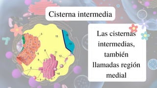 Cisterna intermedia
Las cisternas
intermedias,
también
llamadas región
medial
 
