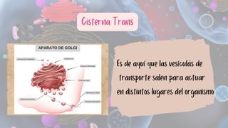 Cisterna Trans
Es de aquí que las vesículas de
transporte salen para actuar
en distintos lugares del organismo
 
