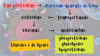 Las proteínas → ingresan aparato de Golgi
transportadas
cisternas
modificarlas.
enzimas
→
→
→ →
Glúcidos o de lípidos
glicoproteínas
glucolípidos
lipoproteínas.
 