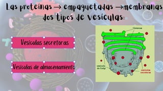 Las proteínas→empaquetadas membranas
dos tipos de vesículas:
→
Vesículas secretoras
Vesículas de almacenamiento
 