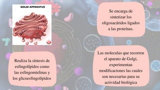Se encarga de
sintetizar los
oligosacáridos ligados
a las proteínas.
Las moleculas que recorren
el aparato de Golgi,
experimentan
modificaciones las cuales
son necesarias para su
actividad biológica
Realiza la síntesis de
esfingolípidos como
las esfingomielinas y
los glicoesfingolípidos
 