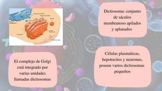 Dictiosoma: conjunto
de sáculos
membranoso apilados
y aplanados
Células plasmáticas,
hepotocitos y neuronas,
poseen varios dictiosomas
pequeños
El complejo de Golgi
está integrado por
varias unidades
llamadas dictiosomas
 