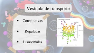 Vesícula de transporte
Constitutivas
Reguladas
Lisosomales
 