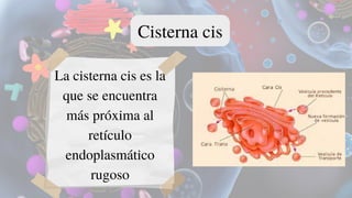 Cisterna cis
La cisterna cis es la
que se encuentra
más próxima al
retículo
endoplasmático
rugoso
 