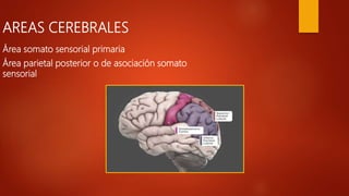 AREAS CEREBRALES
Área somato sensorial primaria
Área parietal posterior o de asociación somato
sensorial
 