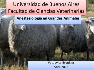 Universidad de Buenos Aires
Facultad de Ciencias Veterinarias
Anestesiología en Grandes Animales
Vet Javier Brynkier
Abril 2015
 