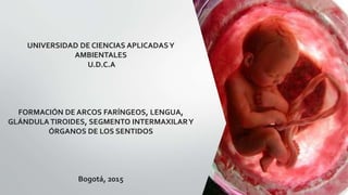 UNIVERSIDAD DE CIENCIAS APLICADASY
AMBIENTALES
U.D.C.A
FORMACIÓN DE ARCOS FARÍNGEOS, LENGUA,
GLÁNDULA TIROIDES, SEGMENTO INTERMAXILARY
ÓRGANOS DE LOS SENTIDOS
Bogotá, 2015
 