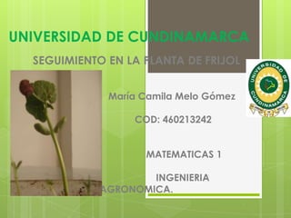 UNIVERSIDAD DE CUNDINAMARCA
SEGUIMIENTO EN LA PLANTA DE FRIJOL
María Camila Melo Gómez
COD: 460213242
MATEMATICAS 1

INGENIERIA
AGRONOMICA.

 