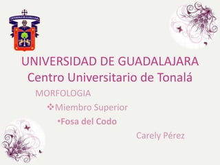 UNIVERSIDAD DE GUADALAJARA
 Centro Universitario de Tonalá
  MORFOLOGIA
   Miembro Superior
     •Fosa del Codo
                       Carely Pérez
 