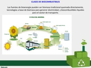 CLASES DE BIOCOMBUSTIBLES 
Las fuentes de bioenergía pueden ser biomasa tradicional quemada directamente, 
tecnologías a base de biomasa para generar electricidad, y biocombustibles líquidos 
para el sector de transporte. 
 