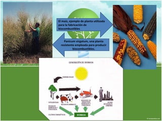 El maíz, ejemplo de planta utilizada 
para la fabricación de 
biocombustibles 
Panicum virgatum, una planta 
resistente empleada para producir 
biocombustibles. 
 
