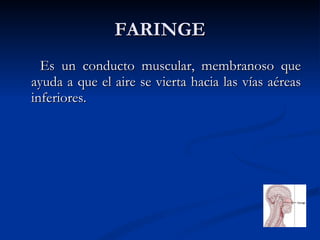 FARINGE Es un conducto muscular, membranoso que ayuda a que el aire se vierta hacia las vías aéreas inferiores.  