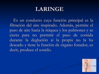 LARINGE Es un conducto cuya función principal es la filtración del aire inspirado. Además, permite el paso de aire hacia la tráquea y los pulmones y se cierra para no permitir el paso de comida durante la deglución si la propia no la ha deseado y tiene la función de órgano fonador, es decir, produce el sonido.  