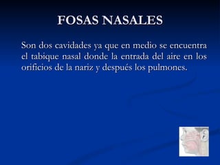 FOSAS NASALES Son dos cavidades ya que en medio se encuentra el tabique nasal donde la entrada del aire en los orificios de la nariz y después los pulmones.  