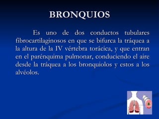 BRONQUIOS Es uno de dos conductos tubulares fibrocartilaginosos en que se bifurca la tráquea a la altura de la IV vértebra torácica, y que entran en el parénquima pulmonar, conduciendo el aire desde la tráquea a los bronquiolos y estos a los alvéolos.  