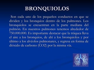 BRONQUIOLOS Son cada uno de los pequeños conductos en que se dividen y los bronquios dentro de los pulmones. Los bronquiolos se encuentran en la parte mediana del pulmón. En nuestros pulmones tenemos alrededor de 750.000.000. Es importante destacar que la tráquea lleva el aire a los bronquios, de ahí a los bronquiolos y por último a los alvéolos pulmonares, y regresa en forma de dióxido de carbono (CO2) por la misma vía. 