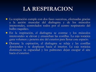 LA RESPIRACION La respiración cumple con dos fases sucesivas, efectuadas gracias a la acción muscular del diafragma y de los músculos intercostales, controlados todos por el centro respiratorio del bulbo raquídeo.  En la inspiración, el diafragma se contrae y los músculos intercostales se elevan y ensanchan las costillas. La caja torácica gana volumen y penetra aire del exterior para llenar este espacio.  Durante la espiración, el diafragma se relaja y las costillas descienden y se desplazan hacia el interior. La caja torácica disminuye su capacidad y los pulmones dejan escapar el aire hacia el exterior. 