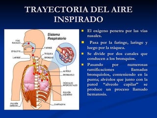 TRAYECTORIA DEL AIRE INSPIRADO El oxigeno penetra por las vías nasales. Pasa por la faringe, laringe y luego por la tráquea. Se divide por dos canales que conducen a los bronquios. Pasando por numerosas ramificaciones llamadas bronquiolos, conteniendo en la punta; alvéolos que junto con la pared “alveolo capilar” se produce un proceso llamado hematosis. 