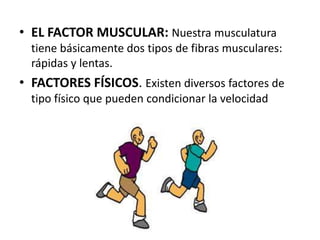 • EL FACTOR MUSCULAR: Nuestra musculatura
tiene básicamente dos tipos de fibras musculares:
rápidas y lentas.

• FACTORES FÍSICOS. Existen diversos factores de
tipo físico que pueden condicionar la velocidad

 