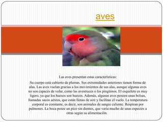 aves




                     Las aves presentan estas características:
  Su cuerpo está cubierto de plumas. Sus extremidades anteriores tienen forma de
 alas. Las aves vuelan gracias a los movimientos de sus alas, aunque algunas aves
no son capaces de volar, como las avestruces o los pingüinos. El esqueleto es muy
  ligero, ya que los huesos son huecos. Además, algunas aves poseen unas bolsas,
llamadas sacos aéreos, que están llenas de aire y facilitan el vuelo. La temperatura
    corporal es constante, es decir, son animales de sangre caliente. Respiran por
 pulmones. La boca posee un pico sin dientes, que varía mucho de unas especies a
                            otras según su alimentación.
 